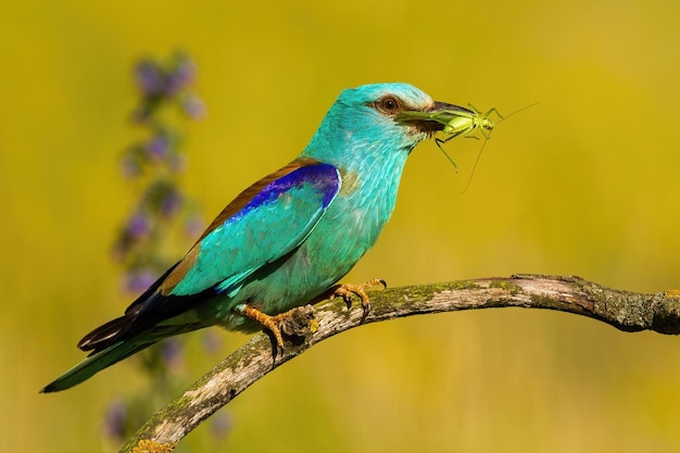 European roller holding a green grasshopper in a beak and sitting on a branch