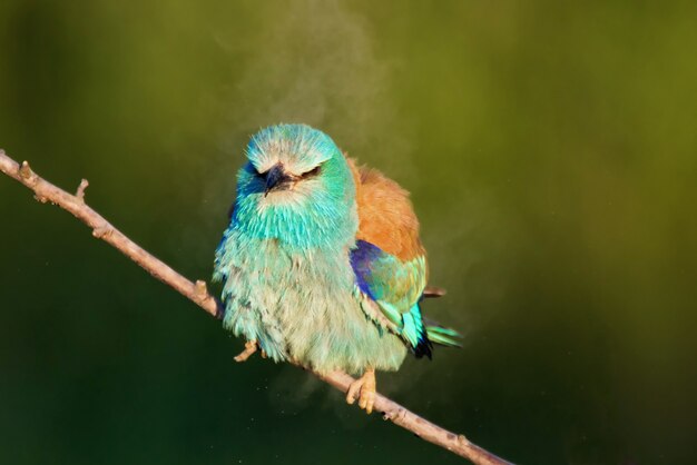 European roller sitting on a branch and shakes