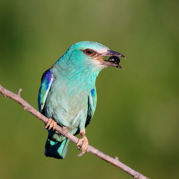 European Roller sitting on a branch with prey