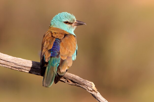 Photo european roller with the first lights of the day, birds, coraciforms, coracias garrulus