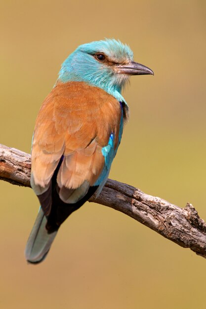 Европейский ролик с первыми огнями дня, птицы, корациформы, Coracias garrulus