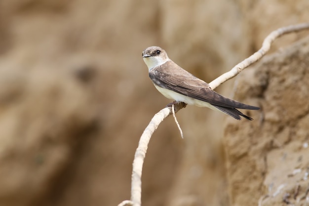 An European sand martin near nest.