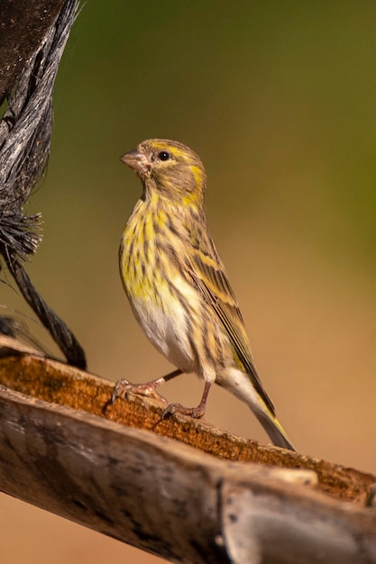 European serin Serinus serinus Malaga Spain