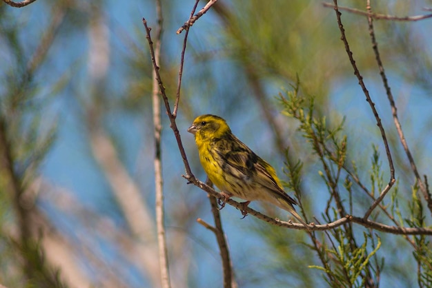 European serin Serinus serinus Malaga Spain