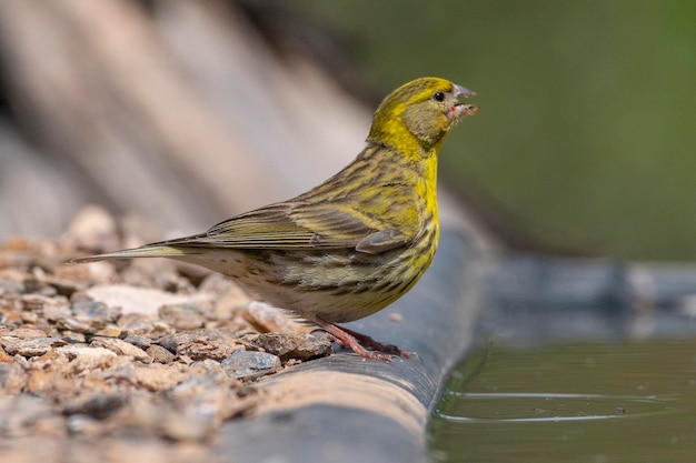 European serin Serinus serinus Malaga Spain