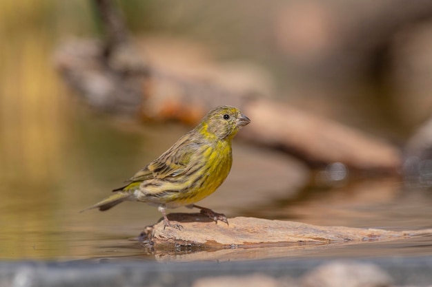 European serin Serinus serinus Malaga Spain