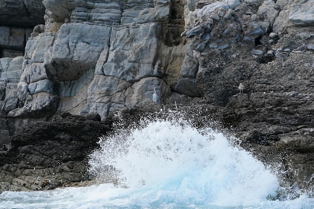 European Shag pigmy coromorant Phalacrocorax bird on a rock