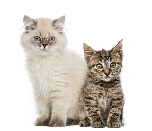 European shorthair and british shorthair kitten sitting and looking at the camera