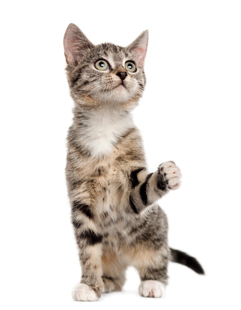 European Shorthair kitten playing with his paws up isolated on white