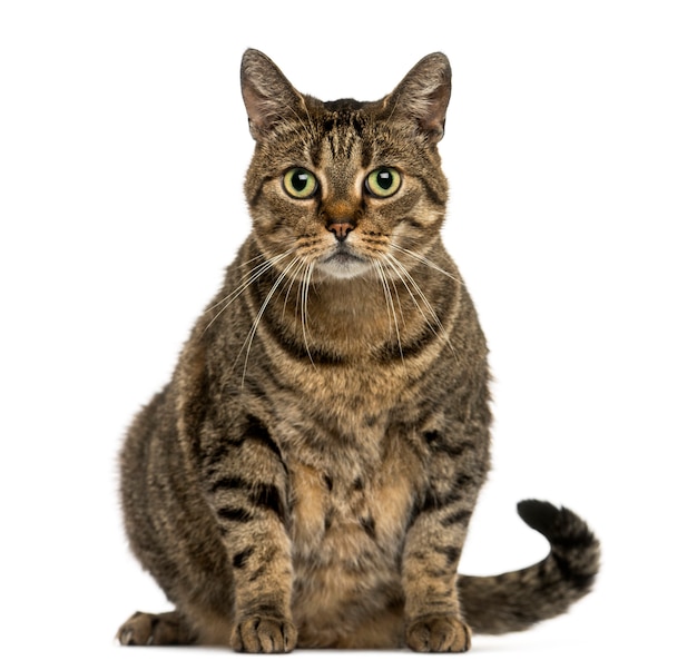 European shorthair sitting on white