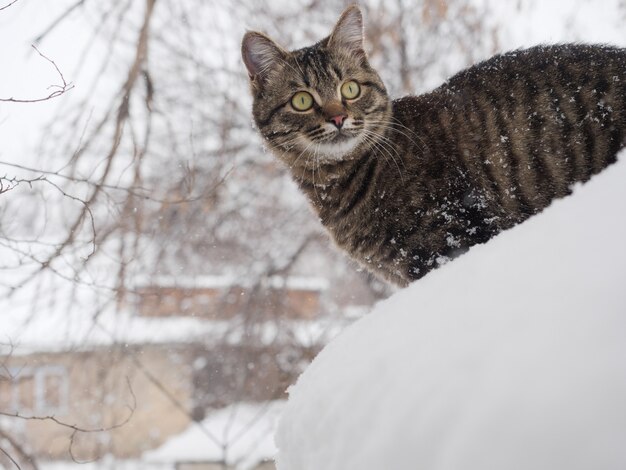 European Shorthair는 코트에 눈이 내리는 겨울에 서 있습니다.