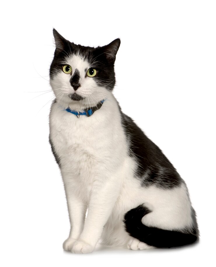 फोटो european shorthair with 3 years. cat portrait isolated