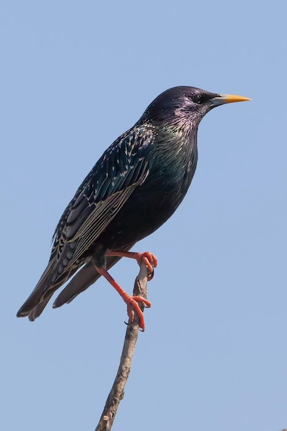 European starling in a blue sky background