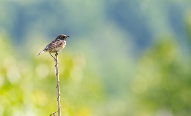 유럽 스톤챗 Saxicola rubicola 수컷 새가 지팡이 줄기에 앉아 있다