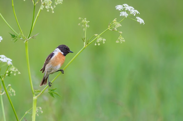European stonechat Saxicola rubicola A male bird sits on a stem of a plant on a beautiful green background