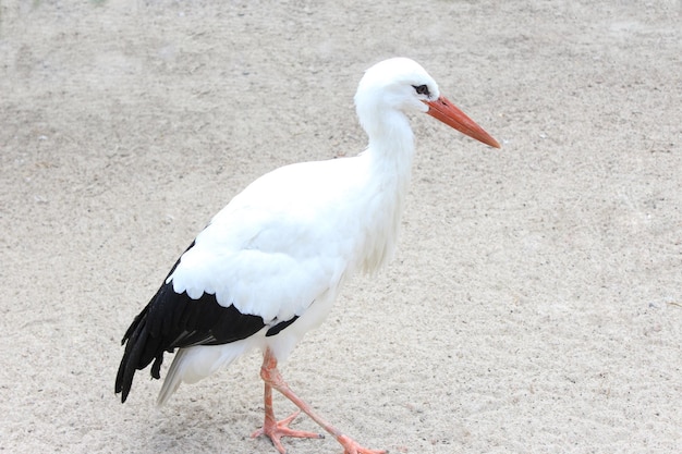 砂地の背景にコウノトリ