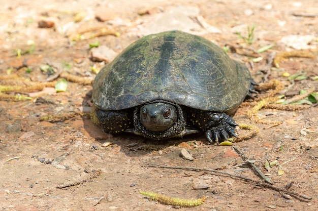 유럽 terrapin Emys orbicularis 근접 촬영