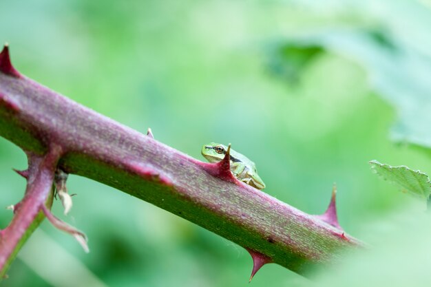 European tree frog