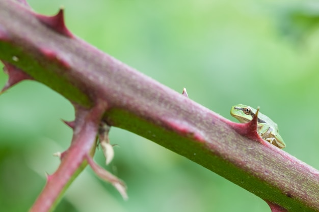 European tree frog