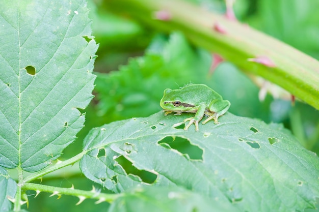 Photo european tree frog