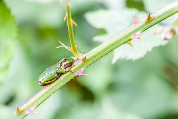 Foto raganella europea