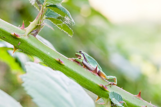 European tree frog