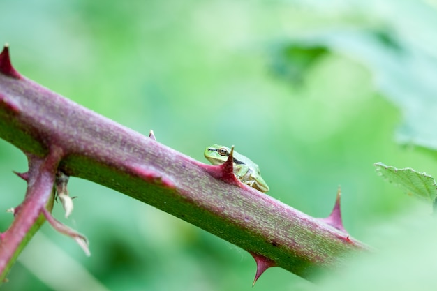 European tree frog