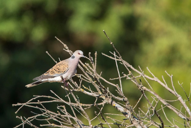 The european turtle dove is a species of columbiform bird in the columbidae family