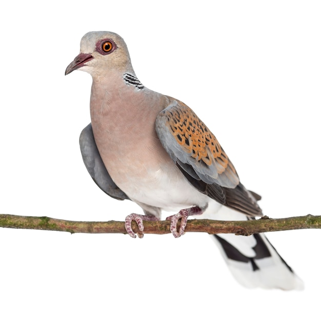 European Turtle Dove perched on branch, Streptopelia turtur, also known as the Turtle Dove against white background