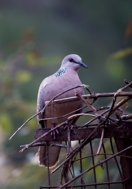 European Turtle Dove Streptopelia turtur is a member of the bird family Columbidae