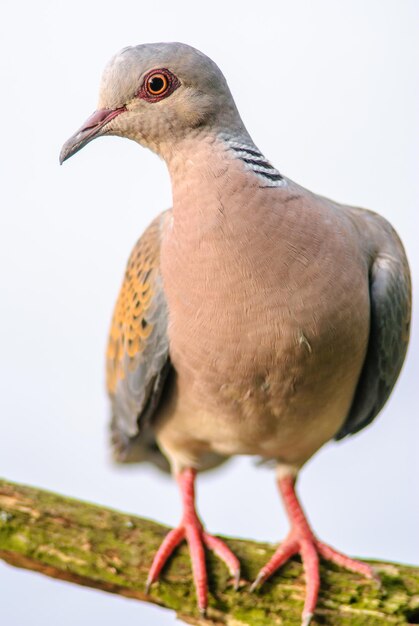 Foto colomba tartaruga europea streptopelia turtur appollaiata su un ramo