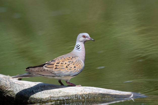 European turtle dove Streptopelia turtur Toledo Spain