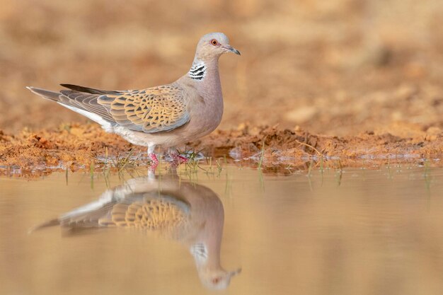 European turtle dove Streptopelia turtur Toledo Spain