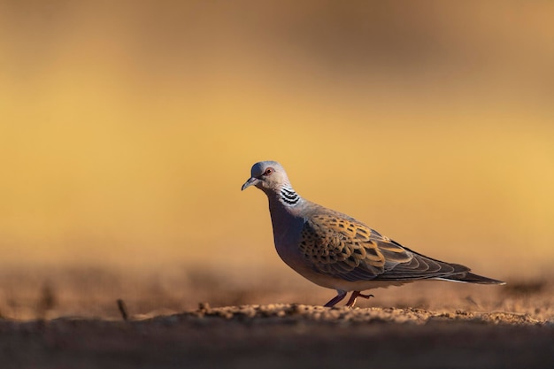 European turtle dove (Streptopelia turtur) Toledo, Spain