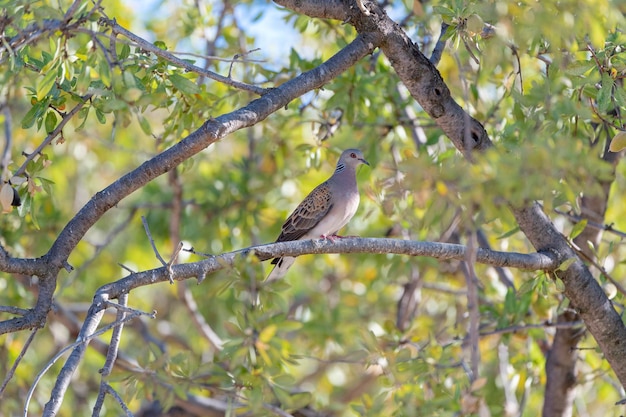 European turtle dove Streptopelia turtur Toledo Spain