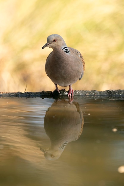 European turtle Dove with the first light of the morning at a water point in a Mediterranean forest