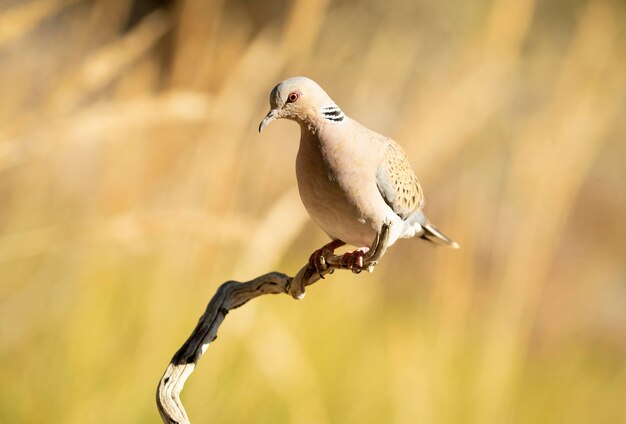 European turtle Dove with the first light of a spring day in a perch in a Mediterranean forest