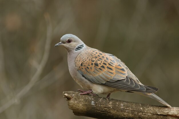 European turtle dove!