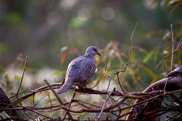 European Turtledove Streptopelia turtur turtur perched on the tree branch