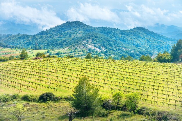 European vineyard at sunset with mountains on background