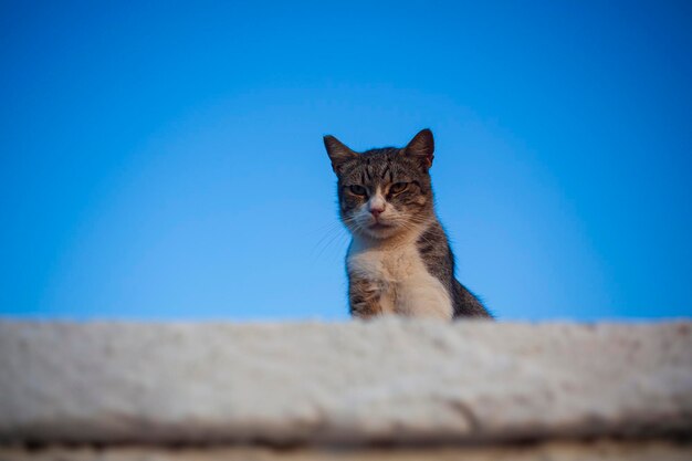 European wild cat Linosa