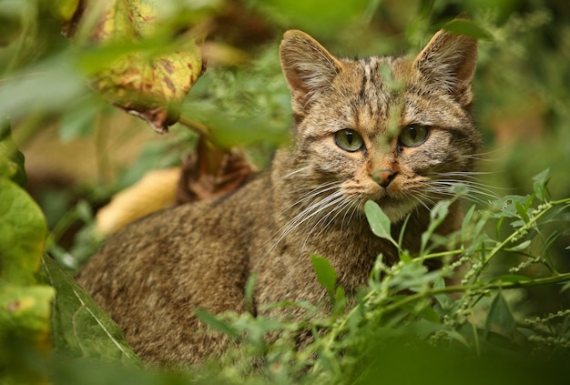 european wildcat in beautiful nature habitat