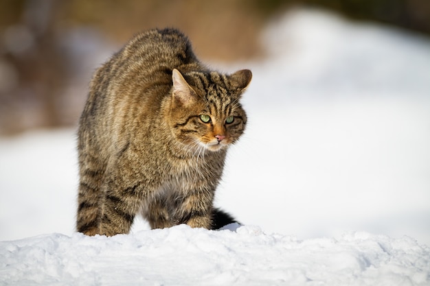 雪に覆われた草原の真ん中にヨーロッパの山猫が警戒している