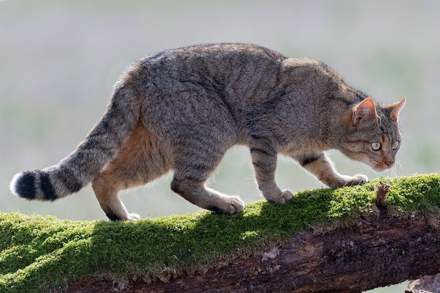 Европейская Дикая кошка Felis silvestris silvestris Cadiz Испания