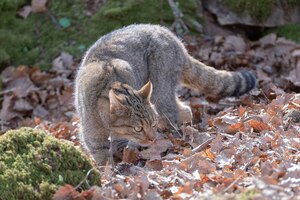 european wildcat felis silvestris silvestris cadiz spain