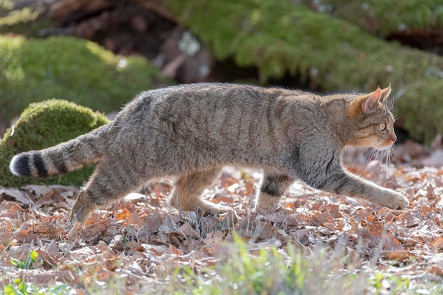 Европейская дикая кошка (Felis silvestris silvestris) Кадис, Испания