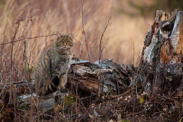 사진 유럽 야생 고양이 펠리스 실베스트리스 (felis silvestris) 가 가을 자연에서 니 에 앉아 나무에서 카메라를 바라보는 벗은 사냥 갈색 포유류가 초원에서 지켜보고 있습니다.