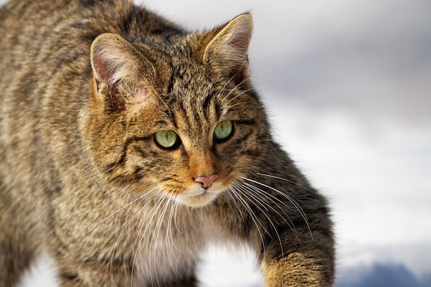 European wildcat, felis silvestris, sneaking on a hunt in winter