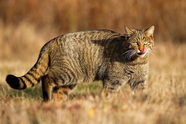 Европейская дикая кошка, felis silvestris, гуляет по траве в осенней природе