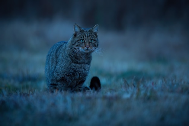 Европейская дикая кошка сидит на лугах ночью спереди